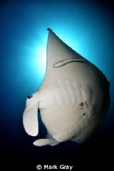 Byron Manta. Taken with Nikon D7000 with Tokina 10-17mm @... by Mark Gray 